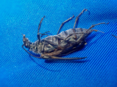 Stenocorus flavolineatus