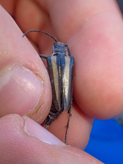 Stenocorus flavolineatus