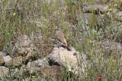 Oenanthe chrysopygia