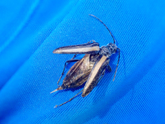 Stenocorus flavolineatus