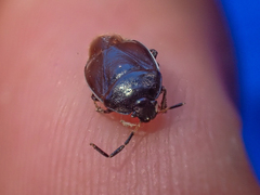 Sehirus cinctus albonotatus
