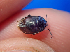 Sehirus cinctus albonotatus