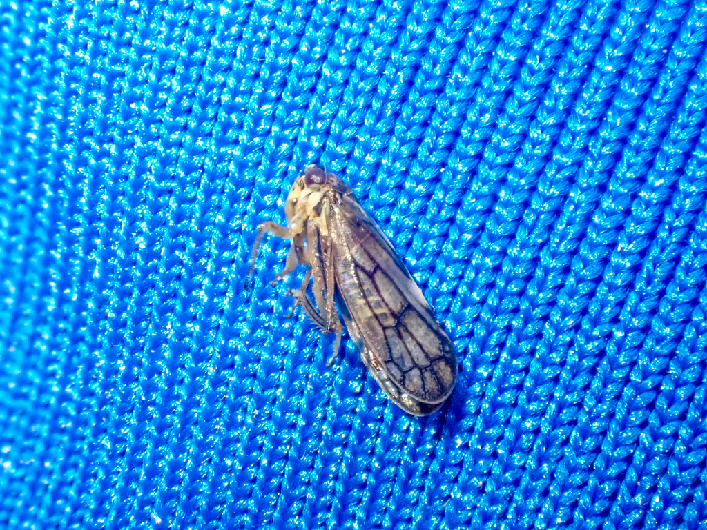Oncopsis crispae