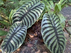 Alocasia cuprea
