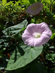 Calystegia × pulchra