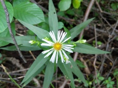 Symphyotrichum puniceum puniceum
