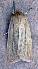 Mythimna oxygala