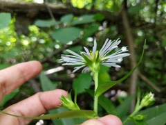 Symphyotrichum puniceum puniceum