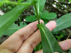 Symphyotrichum puniceum puniceum