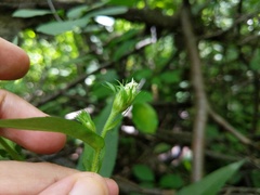 Symphyotrichum puniceum puniceum