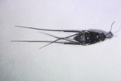 Trepobates subnitidus