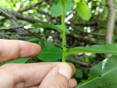 Symphyotrichum puniceum puniceum