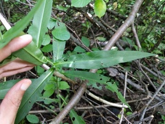 Symphyotrichum puniceum puniceum