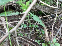 Symphyotrichum puniceum puniceum