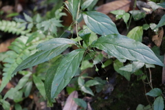 Lysimachia ardisioides