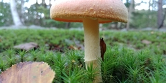 Amanita wellsii