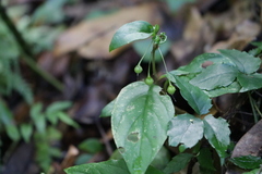 Lysimachia ardisioides