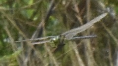 Coryphaeschna ingens