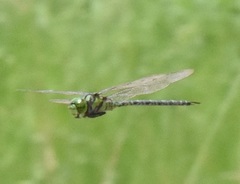 Coryphaeschna ingens
