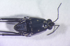 Trepobates subnitidus