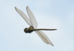 Coryphaeschna ingens