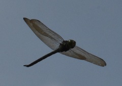 Coryphaeschna ingens