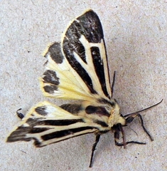 Apantesis carlotta