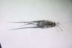 Trepobates subnitidus