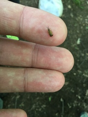 Sumitrosis inaequalis