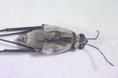 Trepobates subnitidus
