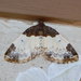 White-ribboned Carpet Moth - Photo (c) Susan Elliott, some rights reserved (CC BY-NC), uploaded by Susan Elliott