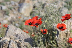 Papaver arenarium