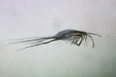 Trepobates subnitidus