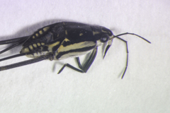 Trepobates subnitidus