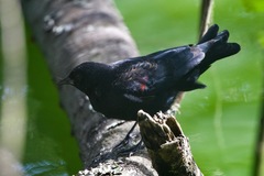 Agelaius phoeniceus mailliardorum
