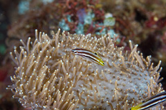 Halichoeres prosopeion