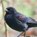 Coastal Bicolored Blackbird - Photo no rights reserved, uploaded by Dario Taraborelli