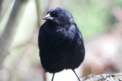 Agelaius phoeniceus mailliardorum