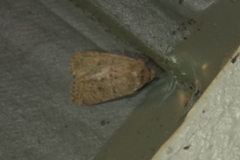 Homorthodes communis