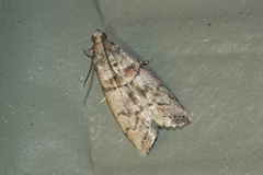 Promylea lunigerella