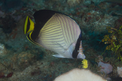 Chaetodon decussatus