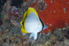 Chaetodon selene