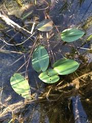 Potamogeton pulcher