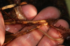 Potamogeton pulcher