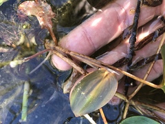 Potamogeton pulcher