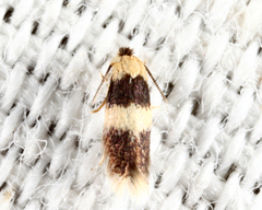 Stigmella nigriverticella