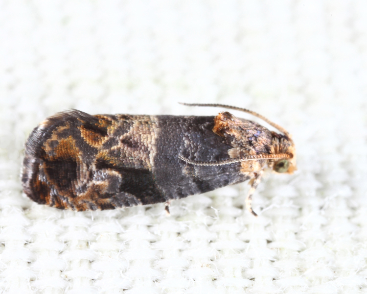 Paralobesia rhoifructana