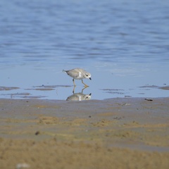 Charadrius melodus