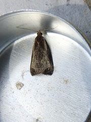 Olethreutes inornatana