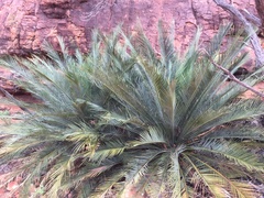 Macrozamia macdonnellii